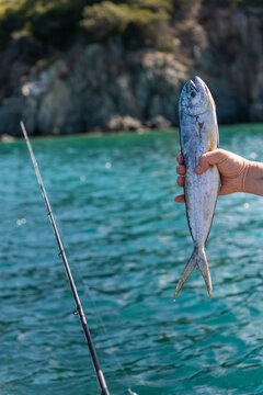 Fisherman Holding a Colorful Mahi Mahi Caught at Sea
