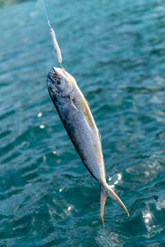 Close-Up Mahi Mahi Caught on Fishing Lure in the Sea