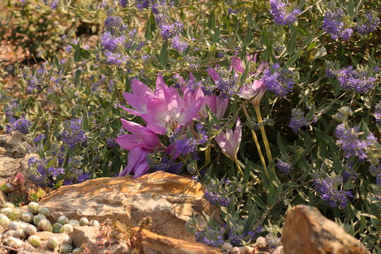 Lilac Colchicum autumn flowers blooming amidst blue Caryopteris clandonensis shrubs and natural rocks in garden