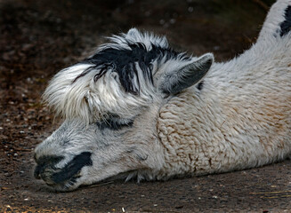Fototapeta premium Black and white alpaca head. Latin name - Vicugna pacos