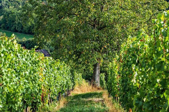 Walnussbaum im Weinberg