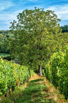 Walnussbaum im Weinberg