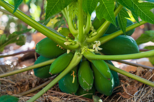 A detailed close-up shot of a healthy papaya tree (Carica papaya)