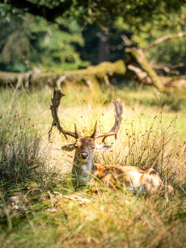 Damhirsch mit Schaufelgeweih ruht auf einer sonnigen Waldwiese