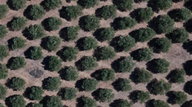 Aerial view of olive grove in Elvas, Portugal.