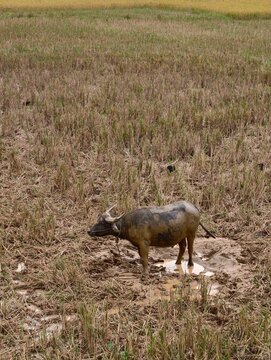 Asian water buffalo standing in a muddy puddle in a harvested rice field, surrounded by dry rice stubble and agricultural land, capturing traditional rural farming, livestock, wetland agriculture, and