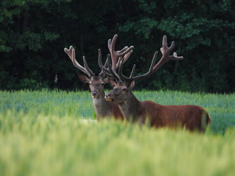 deer in the woods
