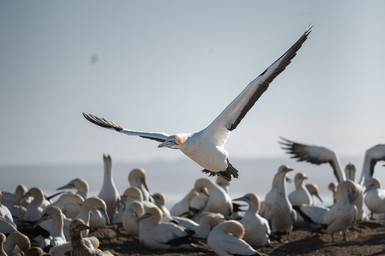 Cape Gannet spreads its wings as it finds the wind to assist the takeoff.