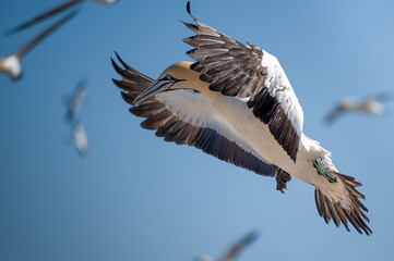 Obraz premium Close up view of a Cape Gannet against a busy sky backdrop with splayed wings air braking as it comes to land