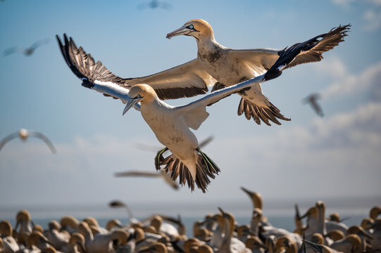 Two Cape Gannets flying close behind each other as they jostle for landing space in the crowded colony