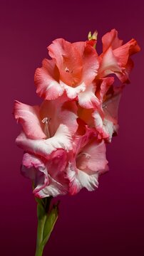 Pink And Coral Gladiolus Flowers In Bloom On Magenta Backdrop