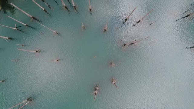 Aerial view of dead tree trunks and stumps protruding from calm turquoise glacial water - Kaindy lake, Kazakhstan