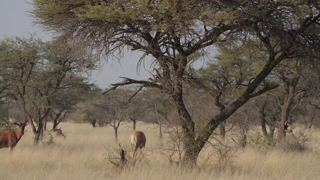 Common tsessebe, or sassaby (Damaliscus lunatus lunatus), in natural Kalahari-Nama Karoo transition habitat near Kimberley, Northern Cape, South Africa, showcasing African wildlife.
