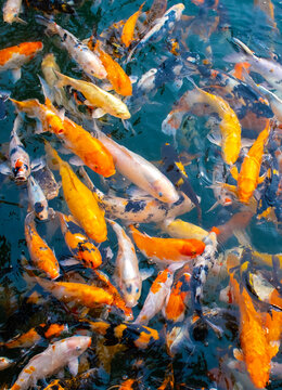 There are many colorful Japanese carp fish swimming in the water. Fish farm. The pond is teeming with a school of large fish.