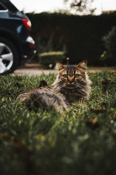 Gatto nel prato