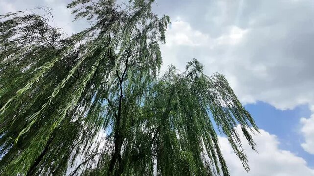 Bamboo, willow and pine trees in Chinese garden