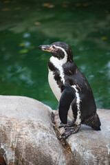 Fototapeta premium Humboldt Penguin Standing on a Rock by the Water