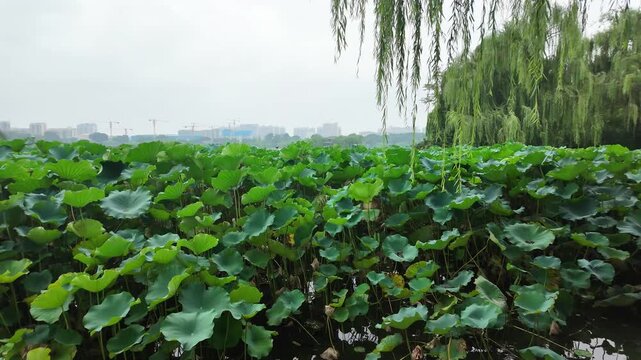 Fresh lotus leaves floating on Daming Lake