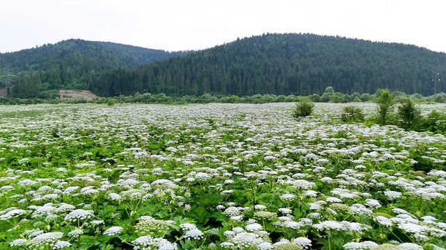 Thickets of Heracleum sosnowskyi  (Sosnowsky's hogweed) in the natural ecosystems of the Carpathians, in the Stryi River valley. The invasive, poisonous plant Sosnowsky's hogweed in natural ecosystems