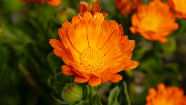 Fiore di Calendula