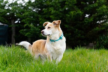 Cane nel prato © SimoneSchipani