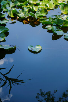 Ninfea nel lago