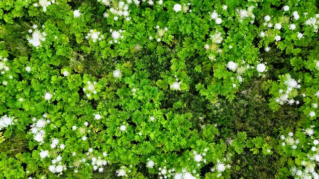 Thickets of Heracleum sosnowskyi  (Sosnowsky's hogweed) in the natural ecosystems of the Carpathians, in the Stryi River valley. The invasive, poisonous plant Sosnowsky's hogweed in natural ecosystems