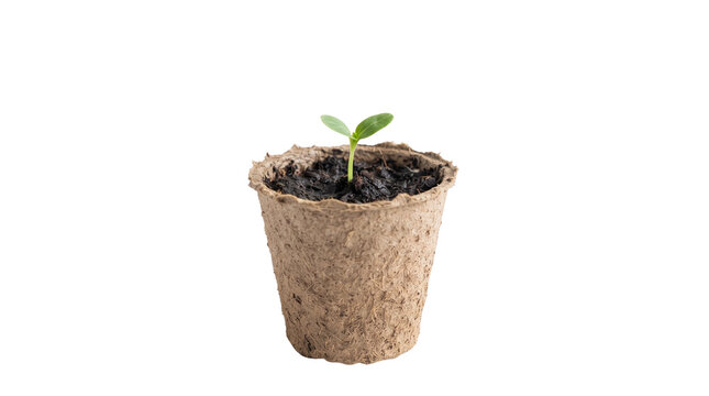 Small green seedling growing inside a biodegradable brown peat pot