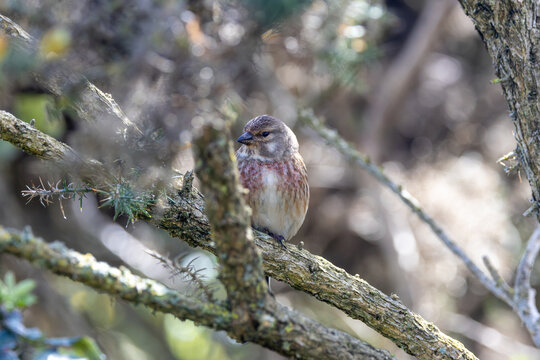Male common linnet perched in gorse