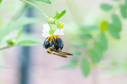 Eastern Carpenter Bee (Xylocopa virginica) Foraging on Flower in Florida
