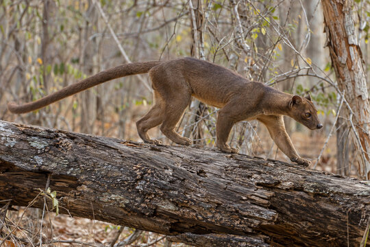 Fossa balancing on fallen tree in Madagascar dry forest