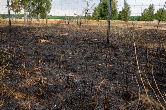 Close up of scorched earth and charred grass stems after a grassland fire