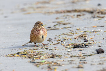 Obraz premium Male common linnet standing on a sandy beach