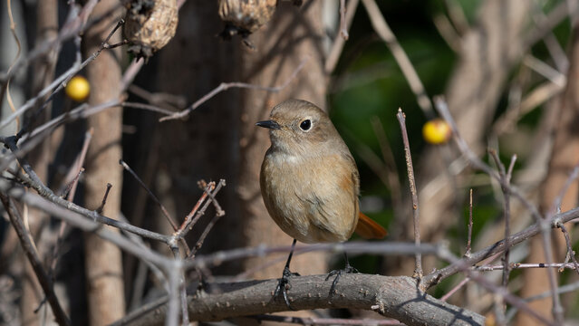 Female Daurian Redstart Perched on Tree Branches in Quiet Winter Nature
