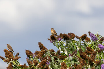 Obraz premium Two common linnets perched on buddleia