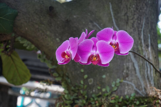 A cluster of vibrant purple moth orchid blossoms blooming on a branch with a rustic tree trunk background in the garden.
