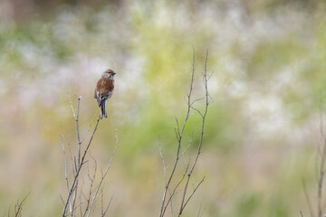 Obraz premium Male common linnet perched on a bare twig