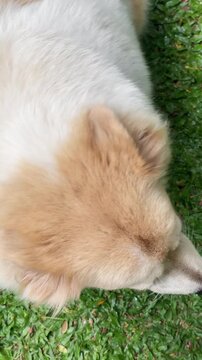 high angle of dog's body fur, slow motion, head turning around