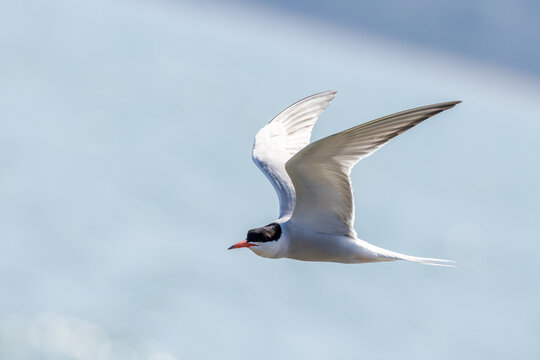 Adult common tern with raised wings