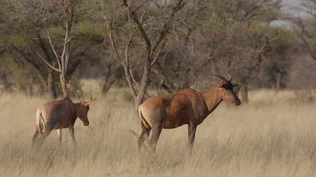 Common tsessebe, or sassaby (Damaliscus lunatus lunatus), in natural Kalahari-Nama Karoo transition habitat near Kimberley, Northern Cape, South Africa, showcasing African wildlife.