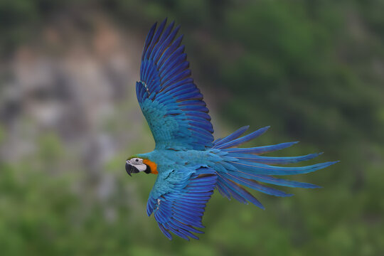 Beautiful Blue and Gold Macaw Spread your wings and fly in the forest.