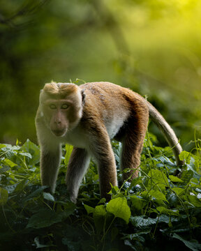 Toque Macaque (Macaca sinica)