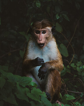 Toque Macaque (Macaca sinica)
