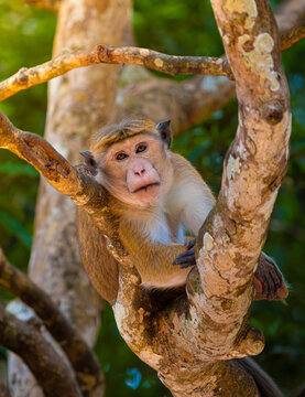 Toque Macaque (Macaca sinica)