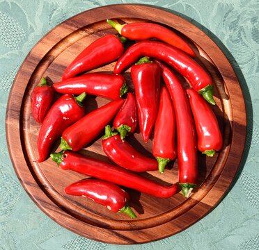 Freshly picked medium heat chillies in a round wooden chopping board, Chard, Somerset, UK.