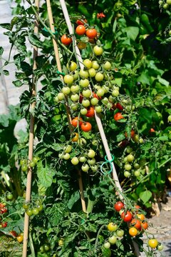 Bite Size (variety) cherry tomatoes ripening on the vine, Chard, Somerset, UK.