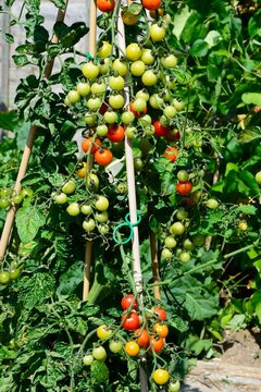 Bite Size (variety) cherry tomatoes ripening on the vine, Chard, Somerset, UK.