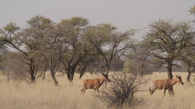 Common tsessebe, or sassaby (Damaliscus lunatus lunatus), in natural Kalahari-Nama Karoo transition habitat near Kimberley, Northern Cape, South Africa, showcasing African wildlife.
