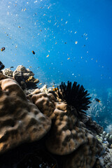 Black feather star crinoid attached to porites coral on tropical reef in deep blue ocean. © PIPE DIVE UNDERWATER