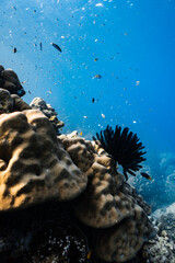 Black feather star crinoid attached to porites coral on tropical reef in deep blue ocean. © PIPE DIVE UNDERWATER